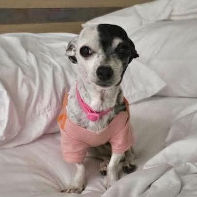 Enlarge Tiny Oreo, a Adoptable mixed breed in Saint Helens, OR image 4/6