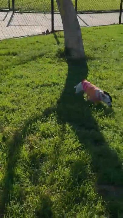 Enlarge Tiny Oreo, a Adoptable mixed breed in Saint Helens, OR video 6/6