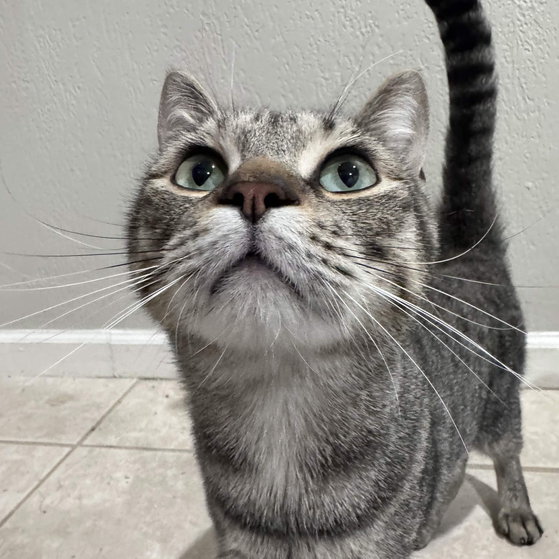 Enlarge Jetty, a Adoptable Domestic Short Hair in Pembroke Pines, FL image 1/2