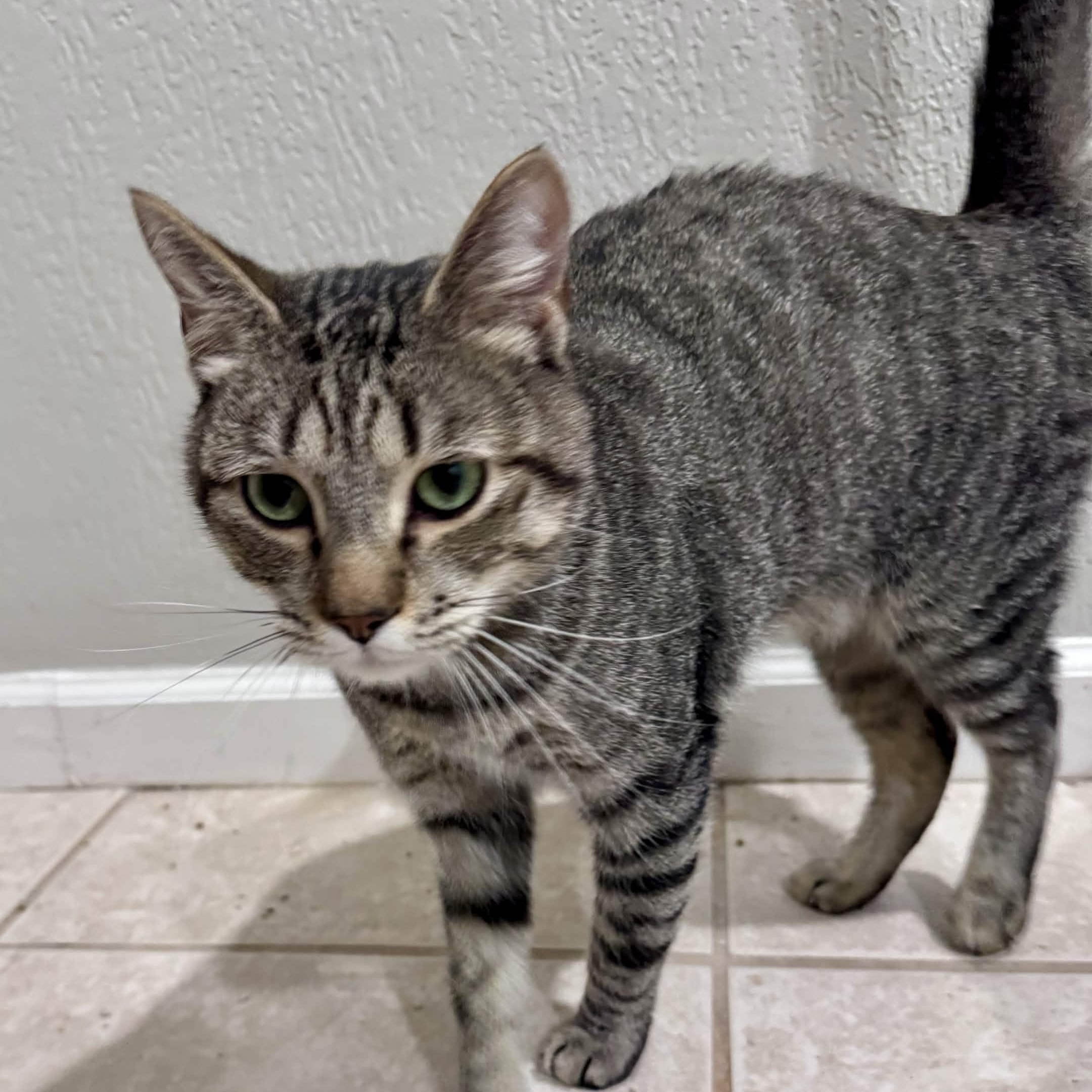 Enlarge Jetty, a Adoptable Domestic Short Hair in Pembroke Pines, FL image 2/2