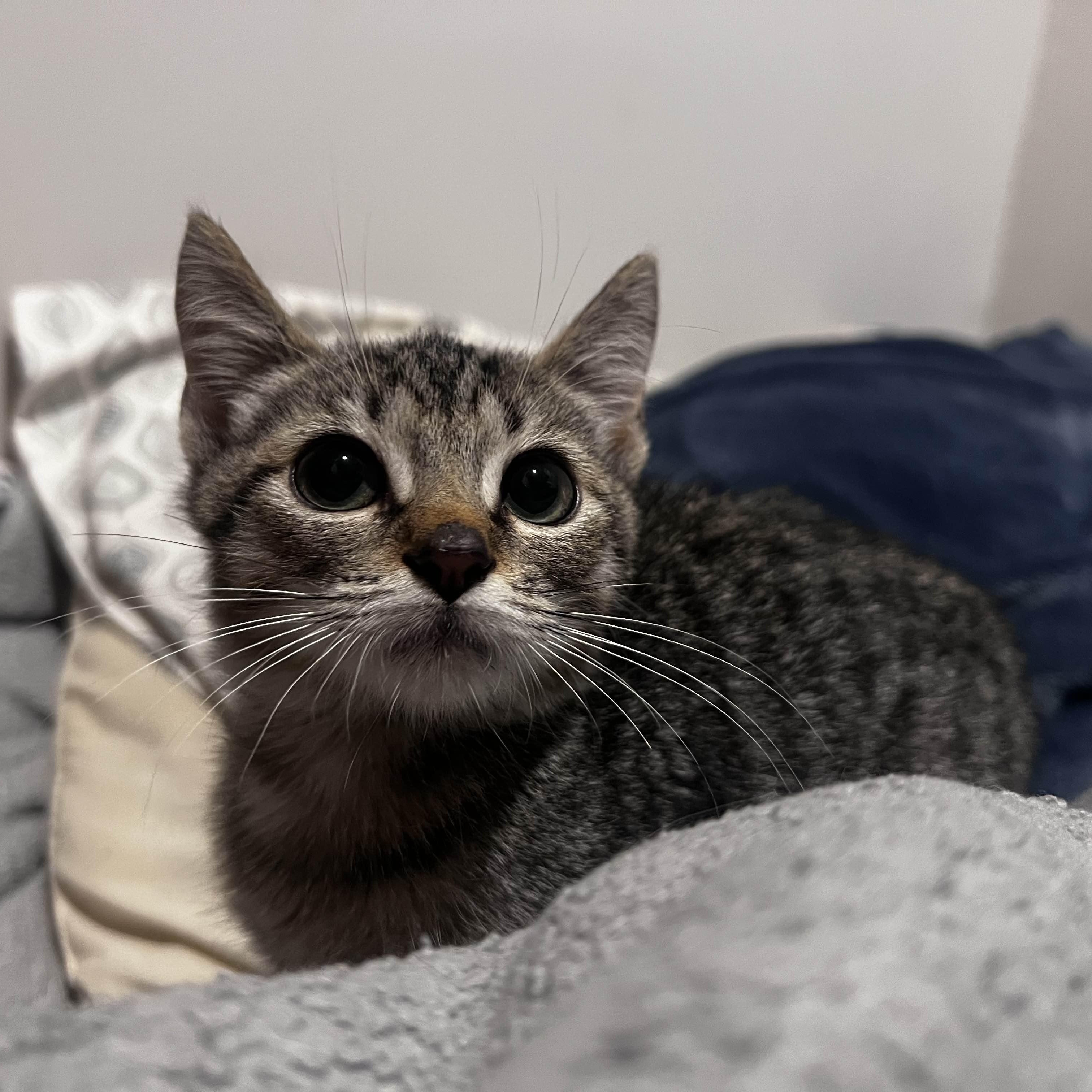 Jetty, a Adoptable Domestic Short Hair in Pembroke Pines, FL image 2/2