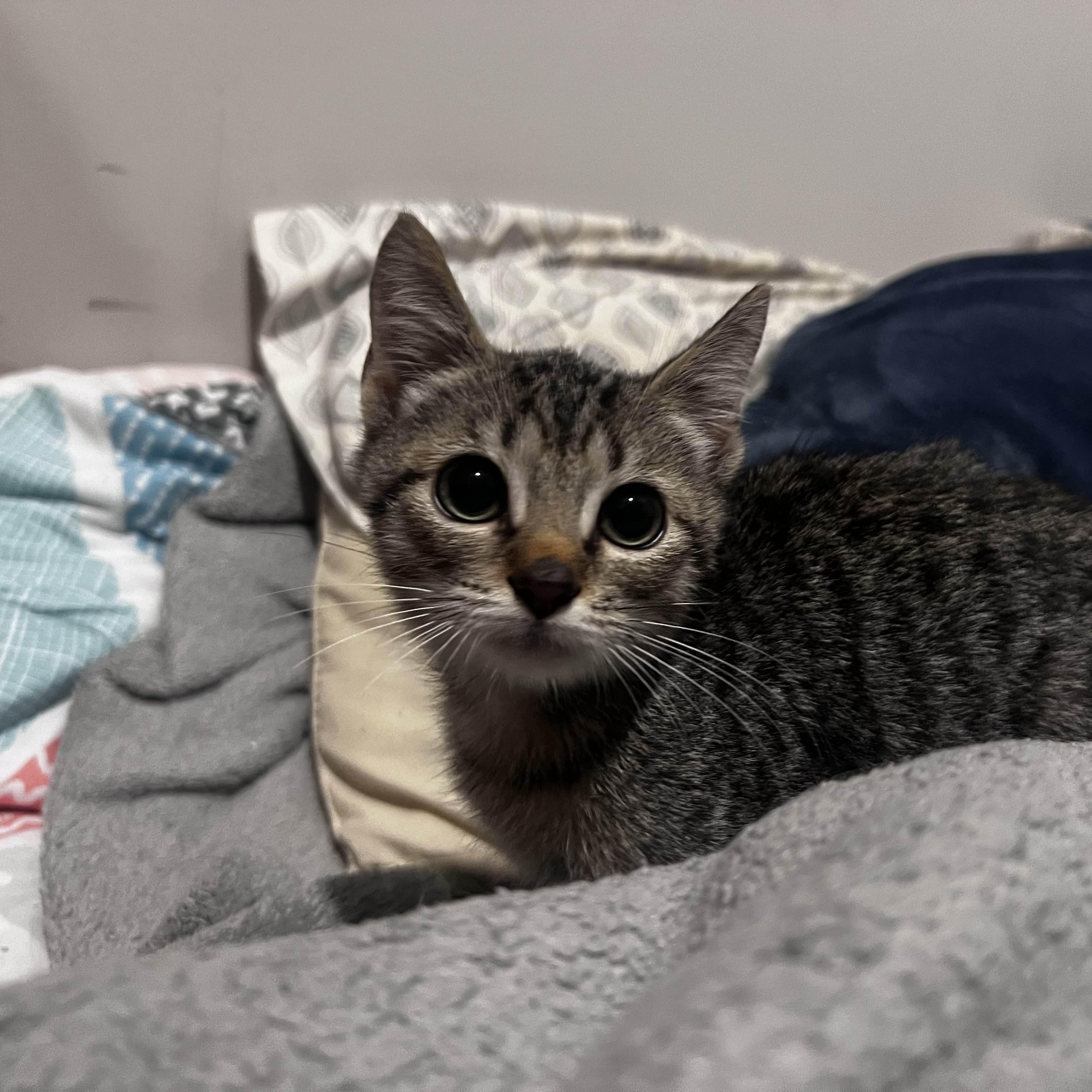 Jetty, Adoptable, Kitten Male Domestic Short Hair.