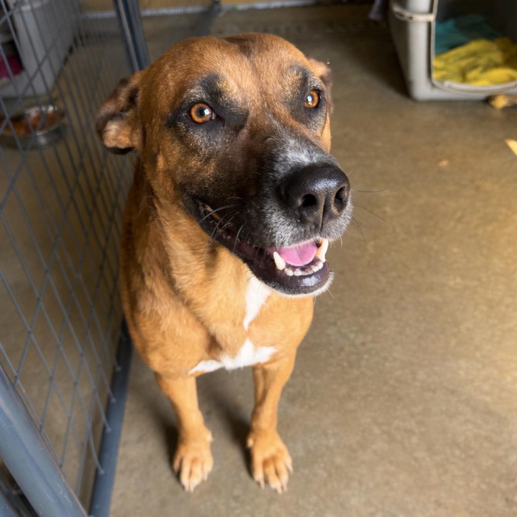 Enlarge Mama Penny, a Adoptable Shepherd in Parrish, AL image 1/3