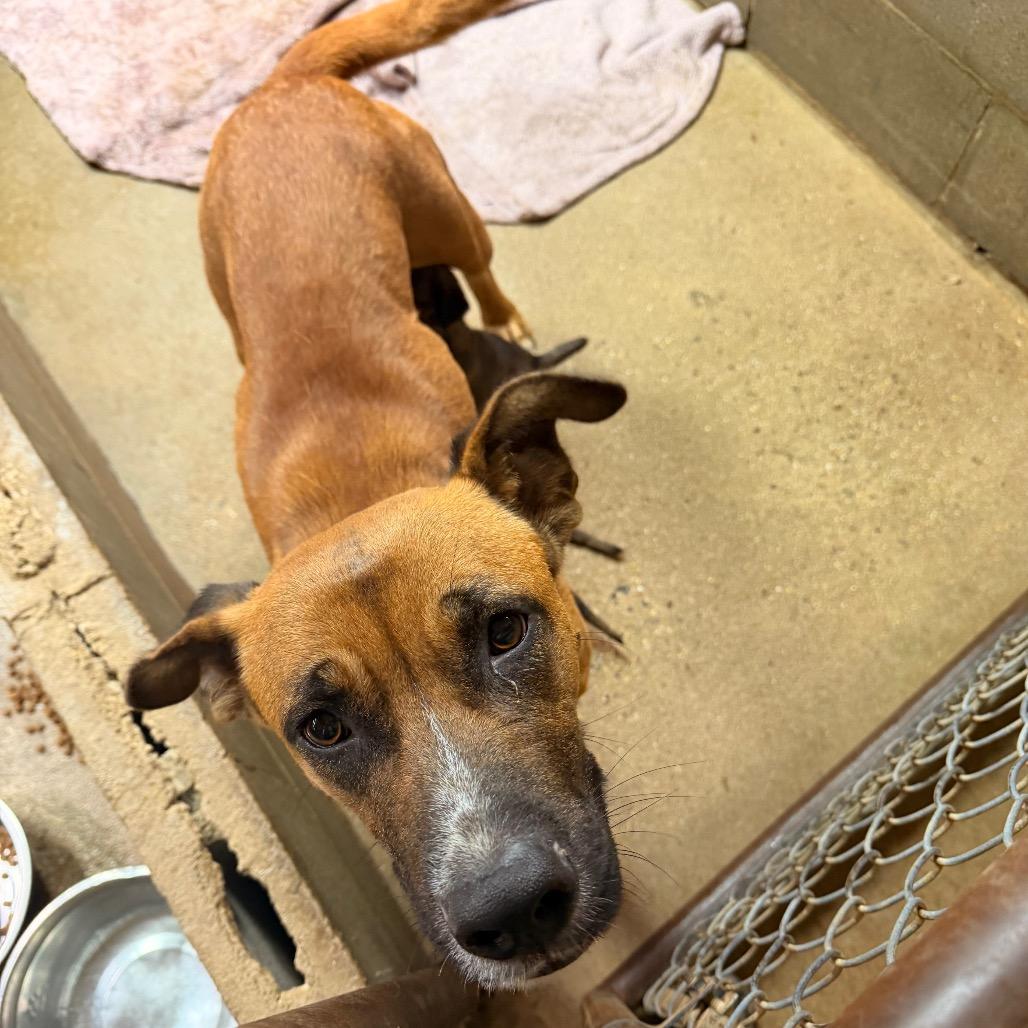 Enlarge Mama Penny, a Adoptable Shepherd in Parrish, AL image 2/3
