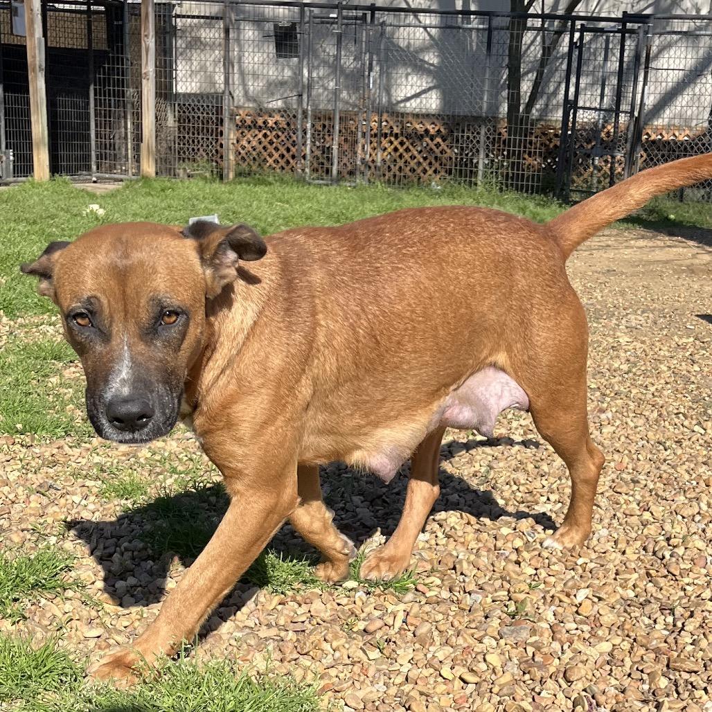 Enlarge Mama Penny, a Adoptable Shepherd in Parrish, AL image 3/3