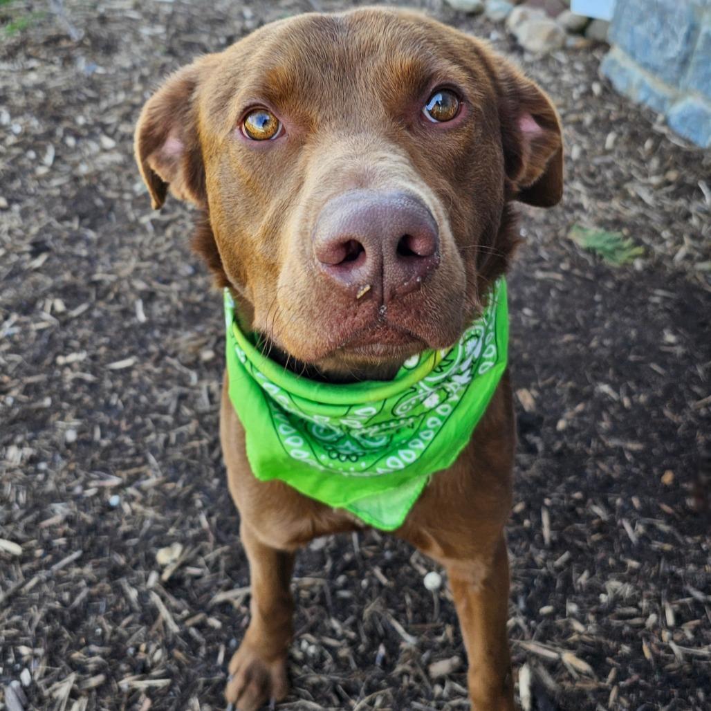 Ol' Red, Adoptable, Adult Male Chocolate Labrador Retriever & Mixed Breed.