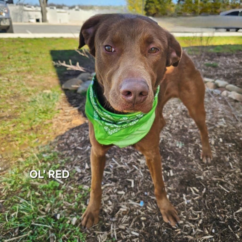 Enlarge Ol' Red, a Adoptable mixed breed in Madisonville, TN image 2/6