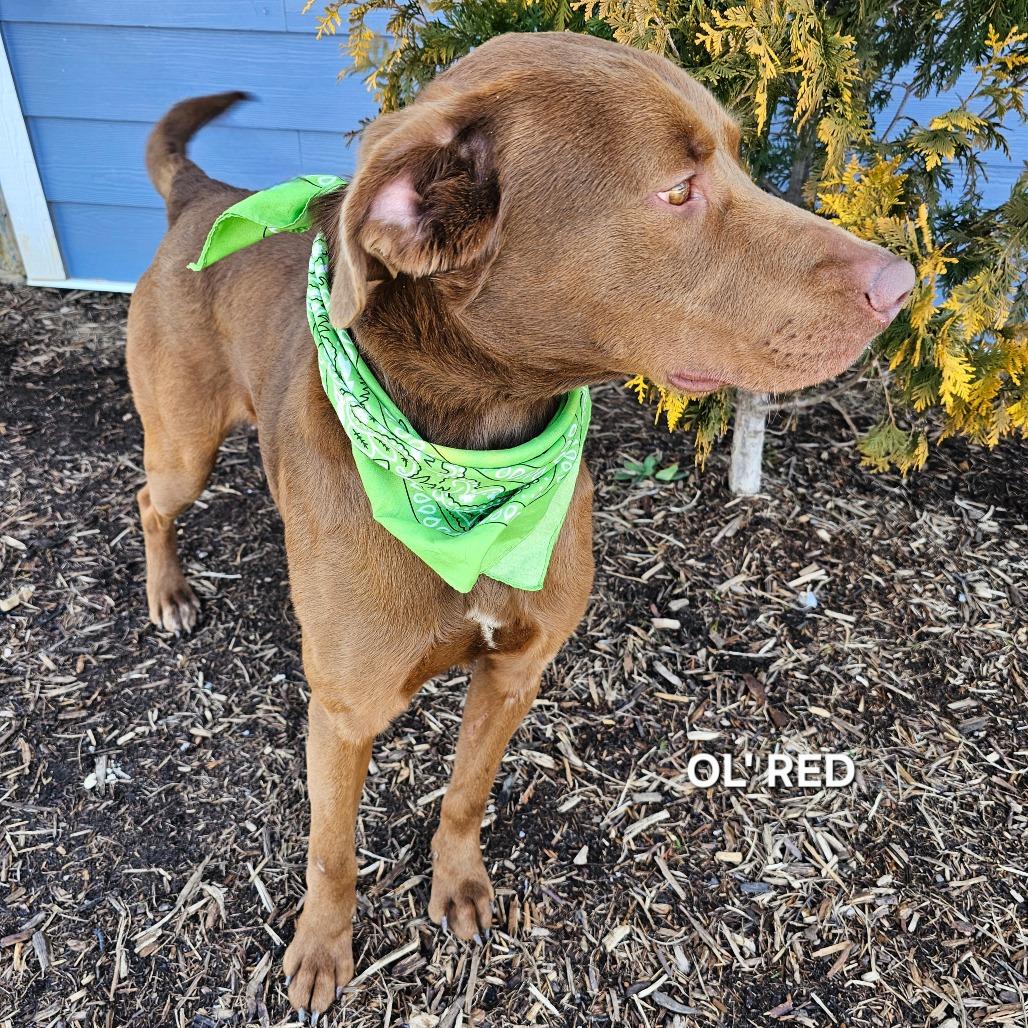 Enlarge Ol' Red, a Adoptable mixed breed in Madisonville, TN image 3/6