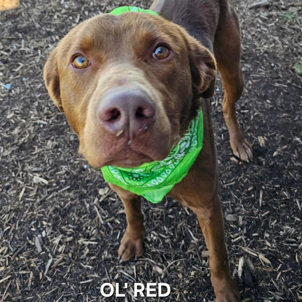 Enlarge Ol' Red, a Adoptable mixed breed in Madisonville, TN image 4/6