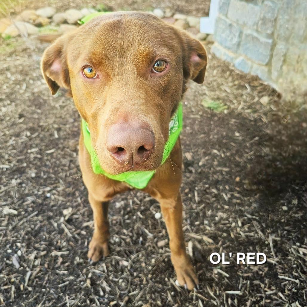 Enlarge Ol' Red, a Adoptable mixed breed in Madisonville, TN image 5/6