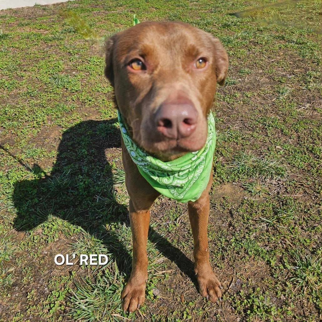 Enlarge Ol' Red, a Adoptable mixed breed in Madisonville, TN image 6/6