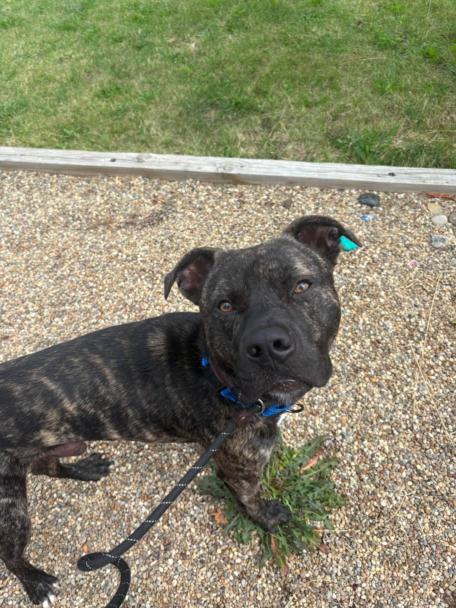 Enlarge Bay, a ADOPTABLE mixed breed in Cleveland, OH image 5/6