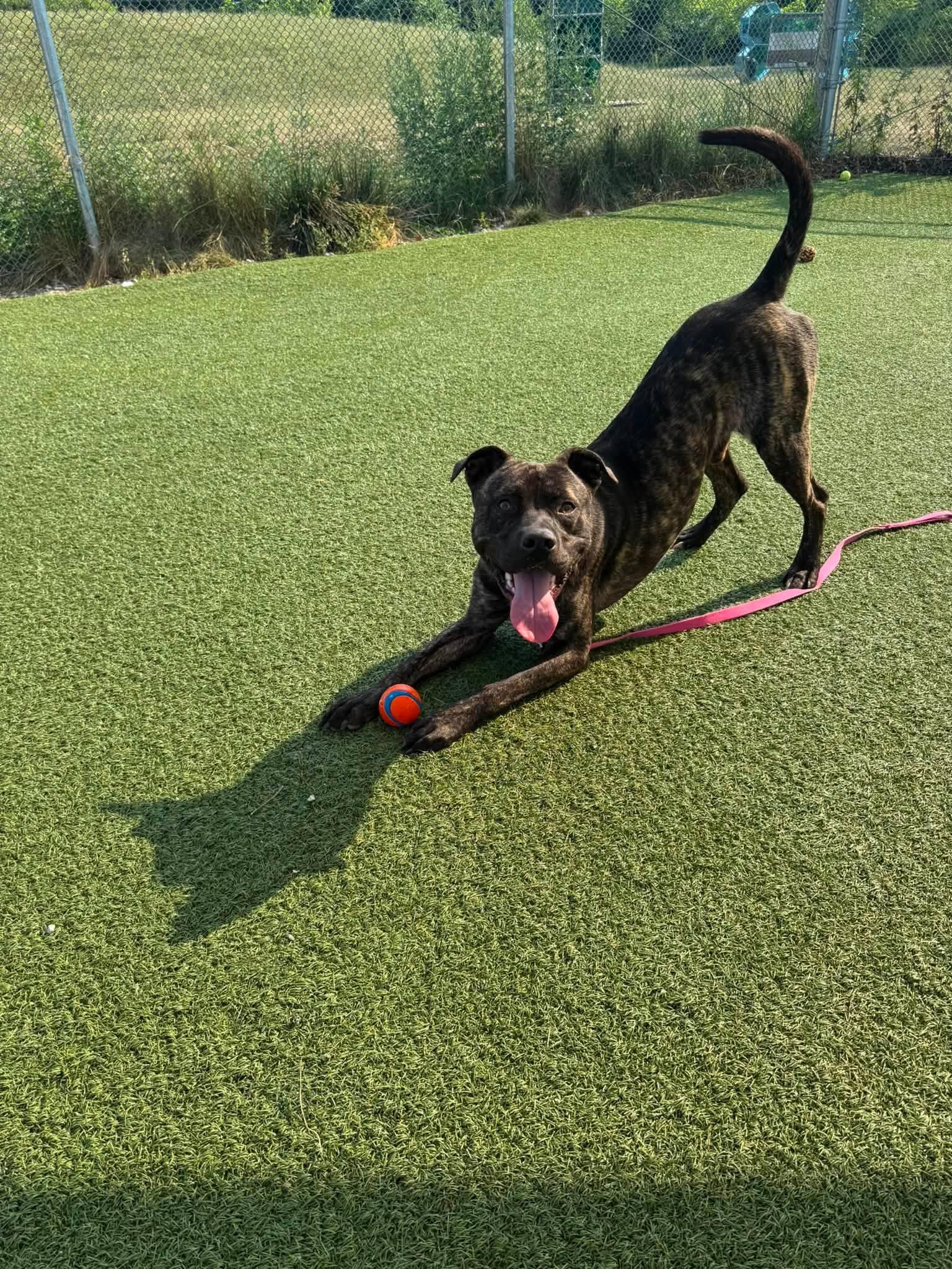 Enlarge Bay, a ADOPTABLE mixed breed in Cleveland, OH image 6/6