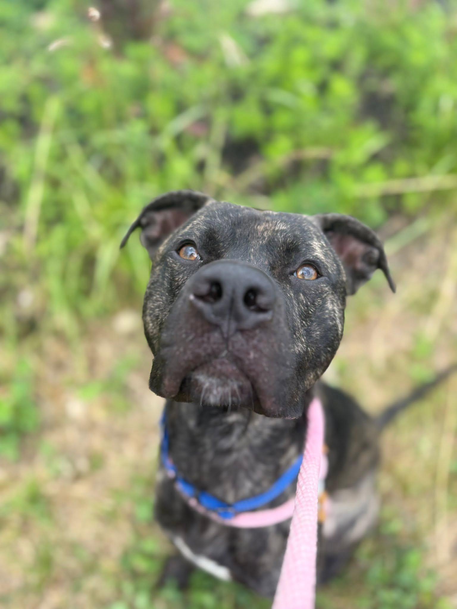 Enlarge Bay, a ADOPTABLE mixed breed in Cleveland, OH image 3/6
