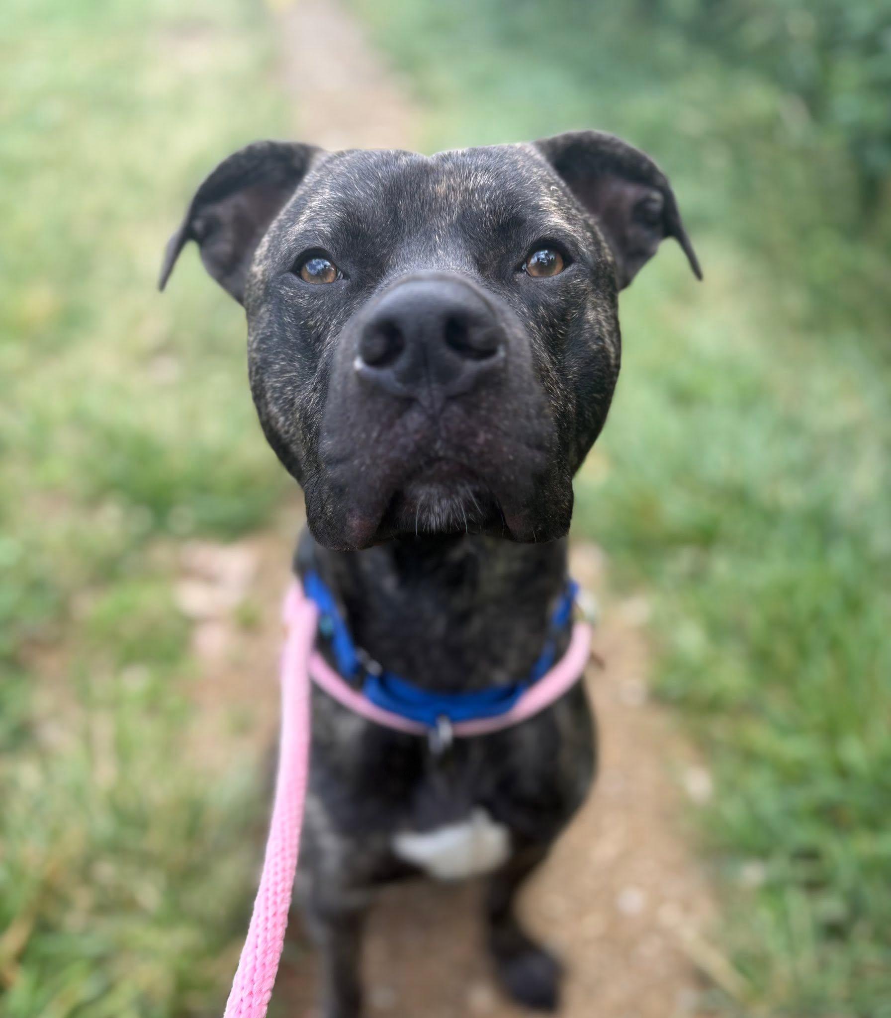 Enlarge Bay, a ADOPTABLE mixed breed in Cleveland, OH image 2/6