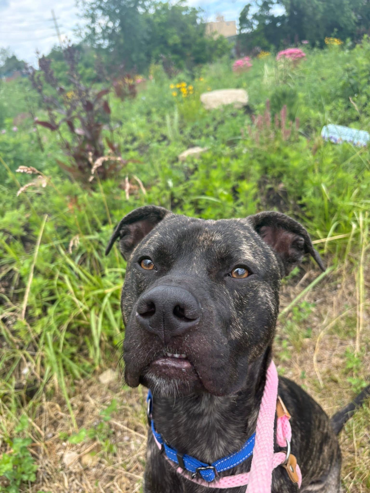 Enlarge Bay, a ADOPTABLE mixed breed in Cleveland, OH image 4/6