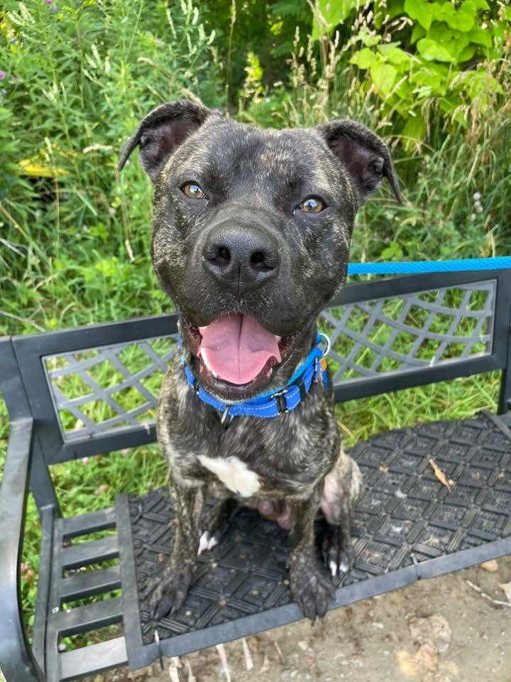 Bay, ADOPTABLE, Young Male Pit Bull Terrier.
