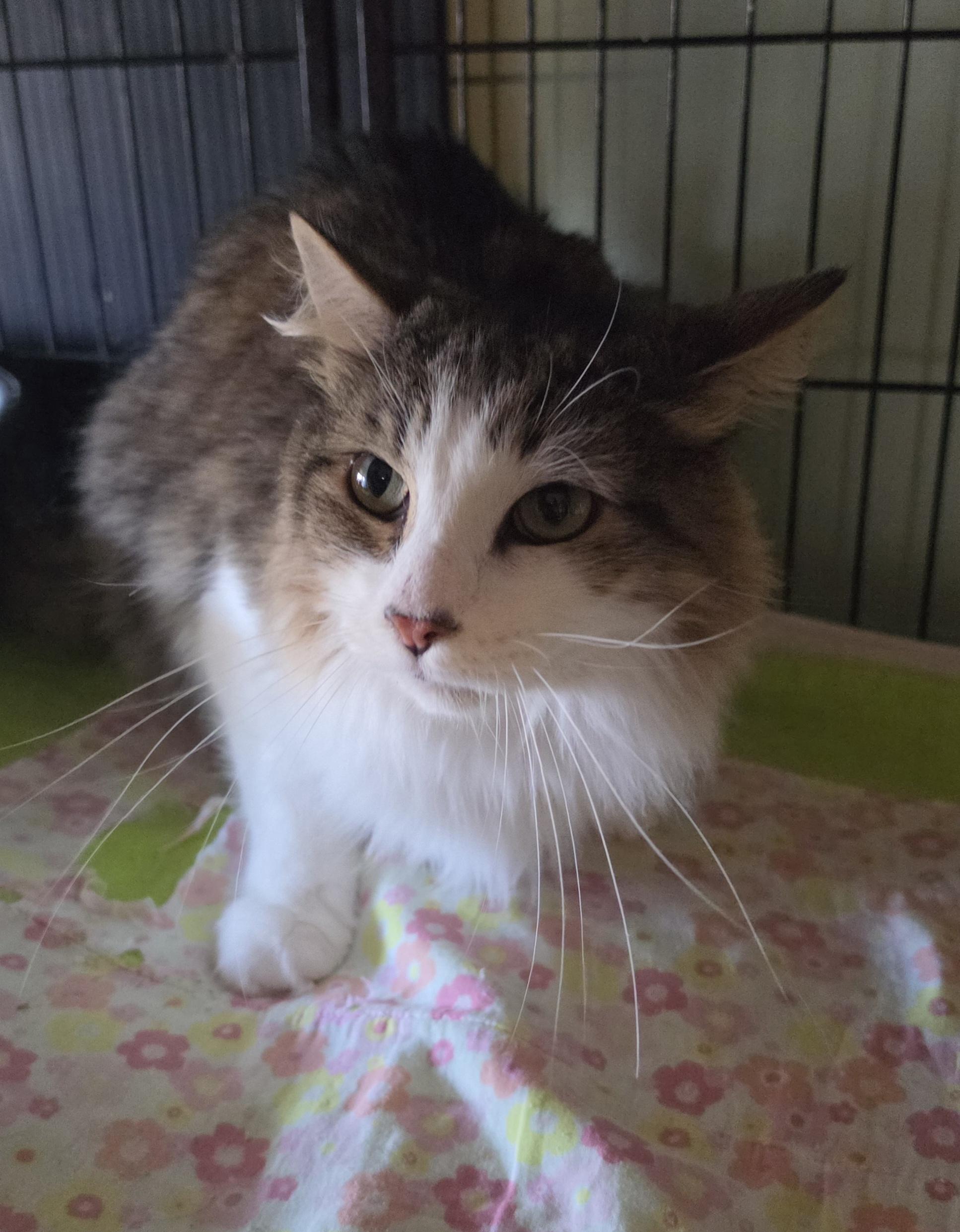 Billie, an adopted mixed breed in Watchung, NJ image 2/3