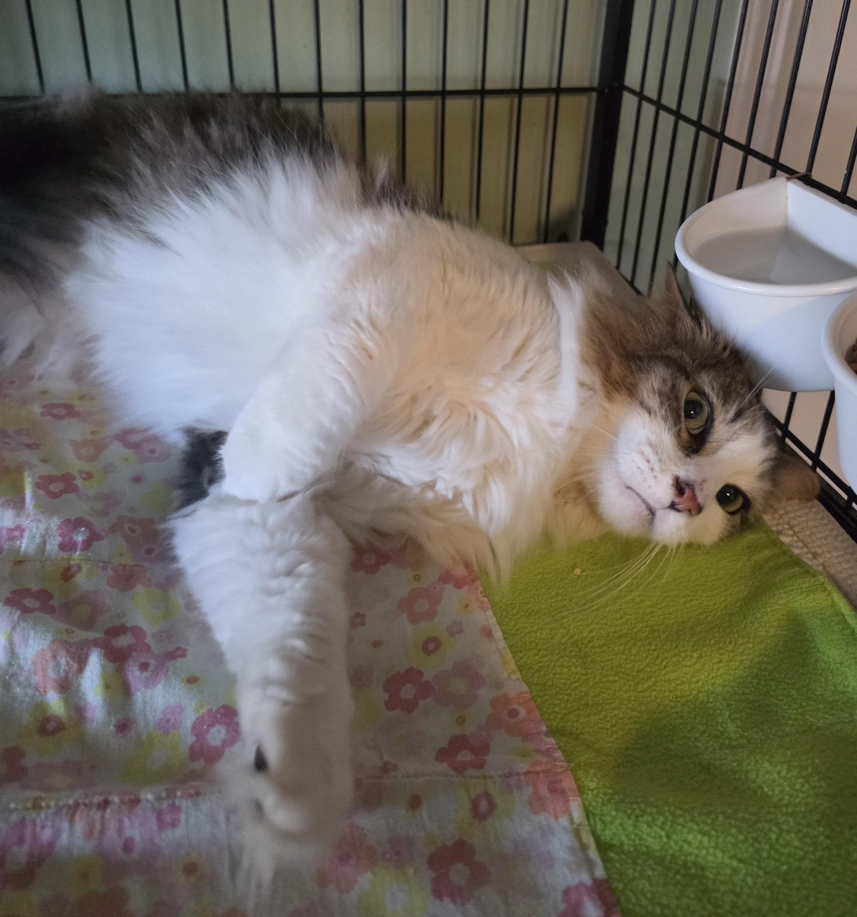 Billie, an adopted mixed breed in Watchung, NJ image 3/3