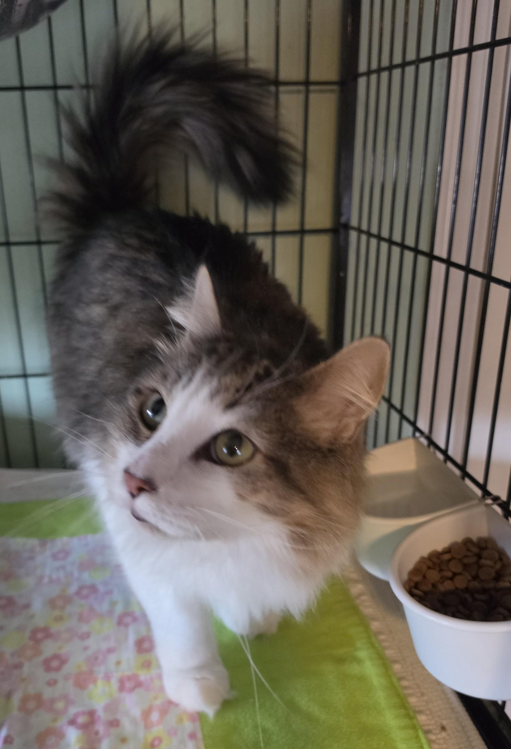 Billie, adopted, Adult Female Domestic Long Hair & Maine Coon.