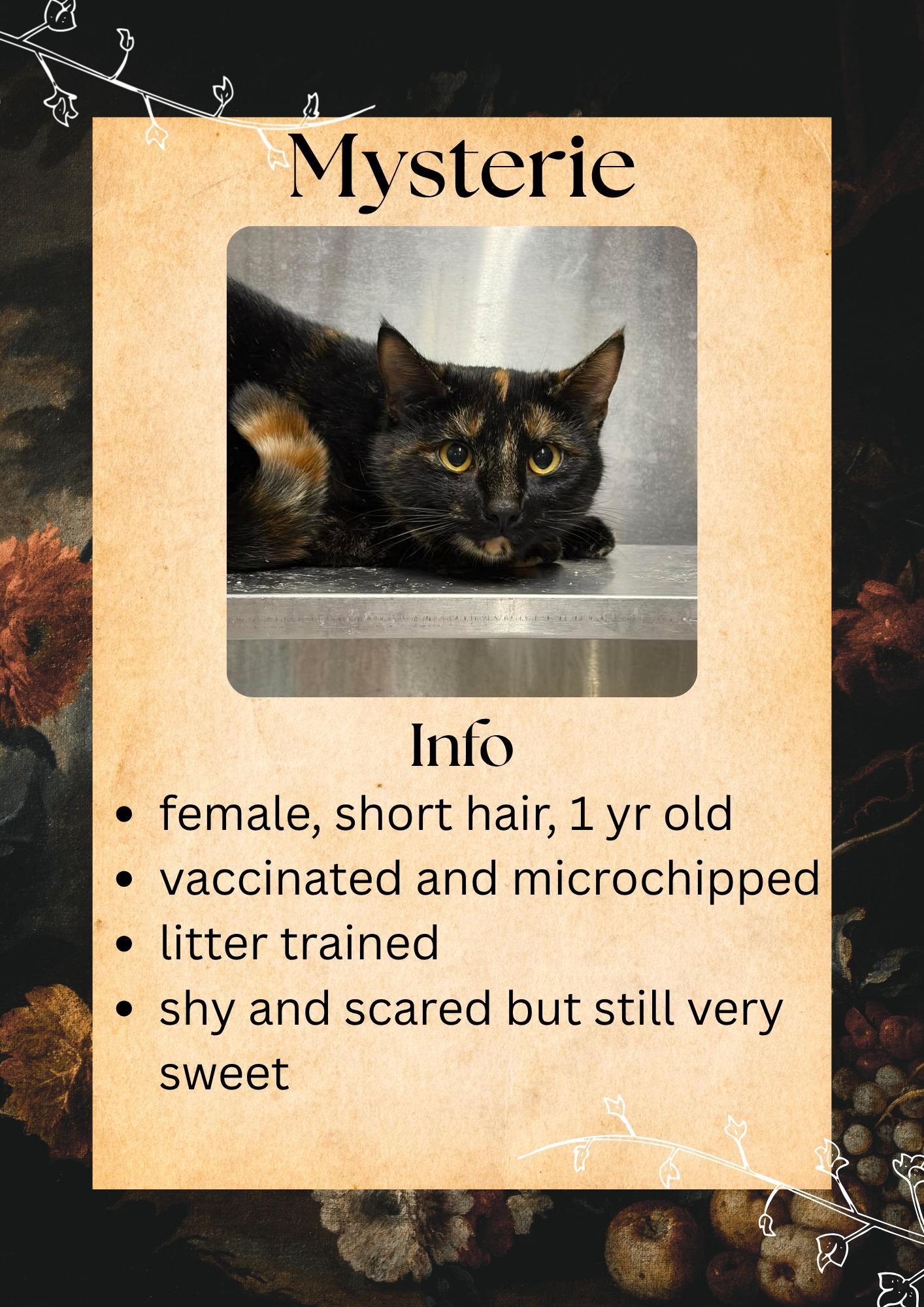 Mysterie, ADOPTABLE, Adult Female Domestic Short Hair.
