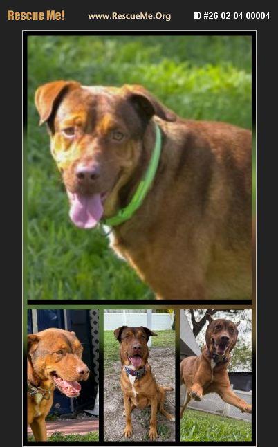 Samson, ADOPTABLE, Young Male German Shepherd Dog & Australian Kelpie.