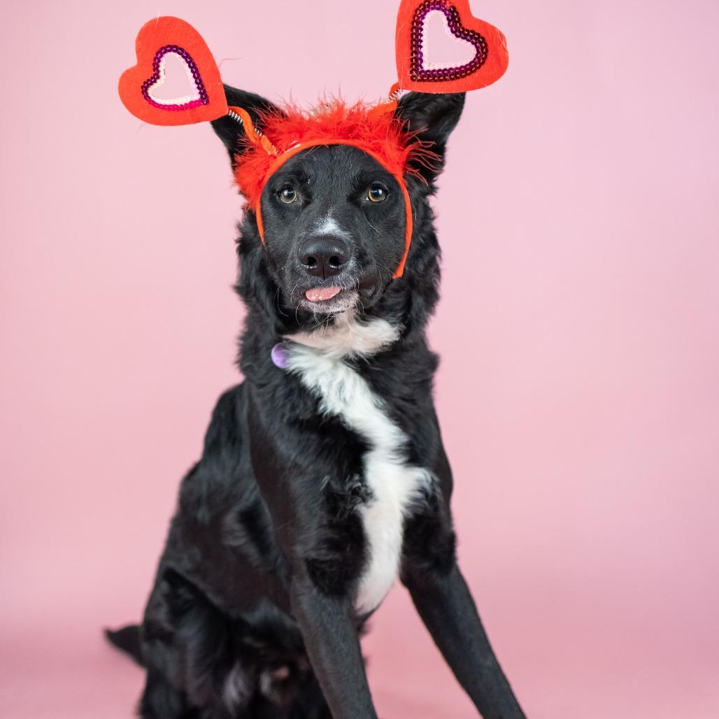 Fox, Adoptable, Adult Male Mixed Breed.