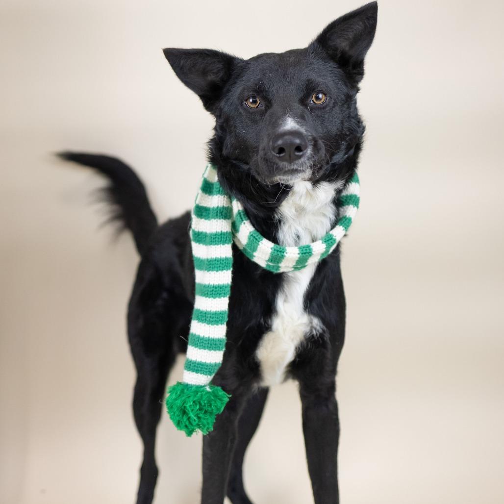 Fox, Adoptable, Adult Male Mixed Breed.