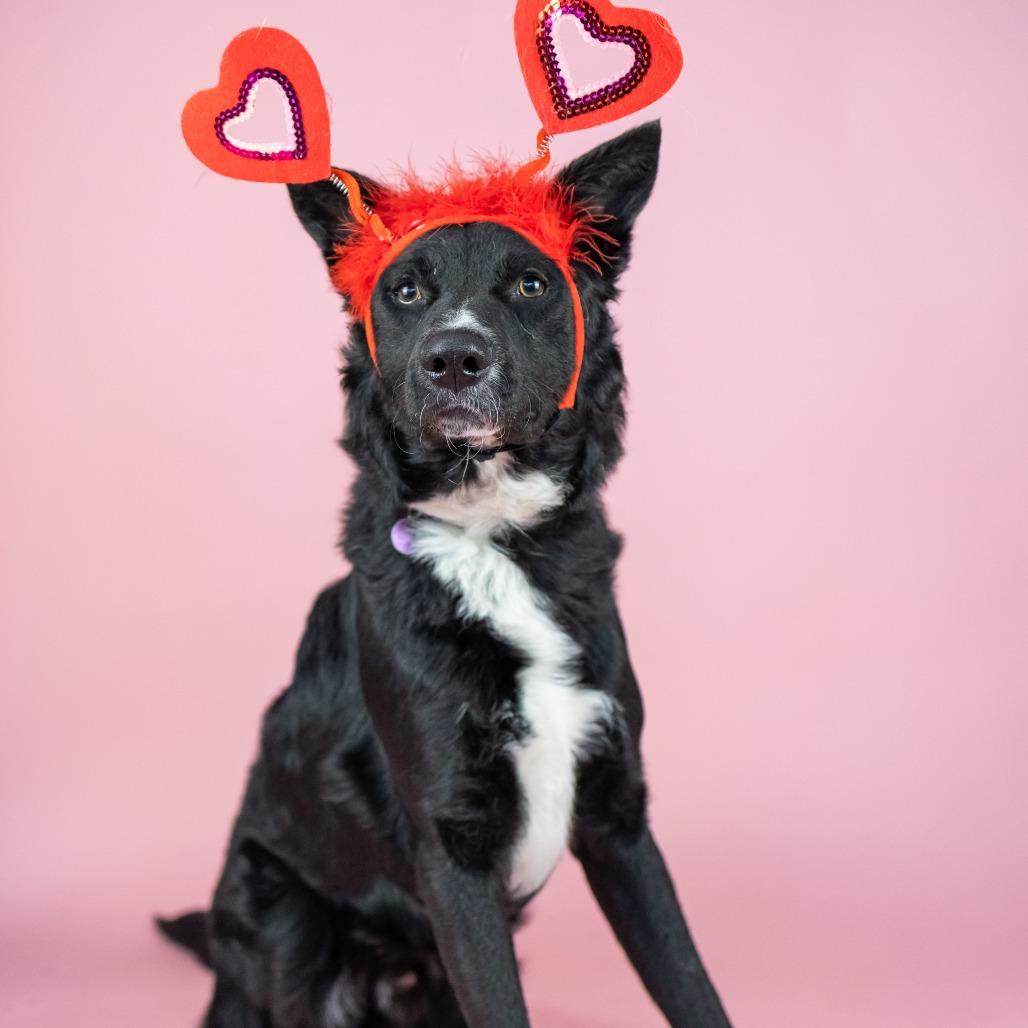 Enlarge Fox, a Adoptable Mixed Breed in Portland, OR image 3/3