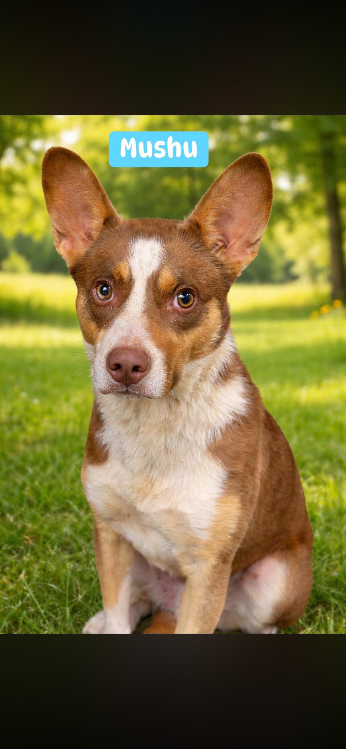 Enlarge Mushu, a ADOPTABLE mixed breed in Port Saint Lucie, FL image 1/2
