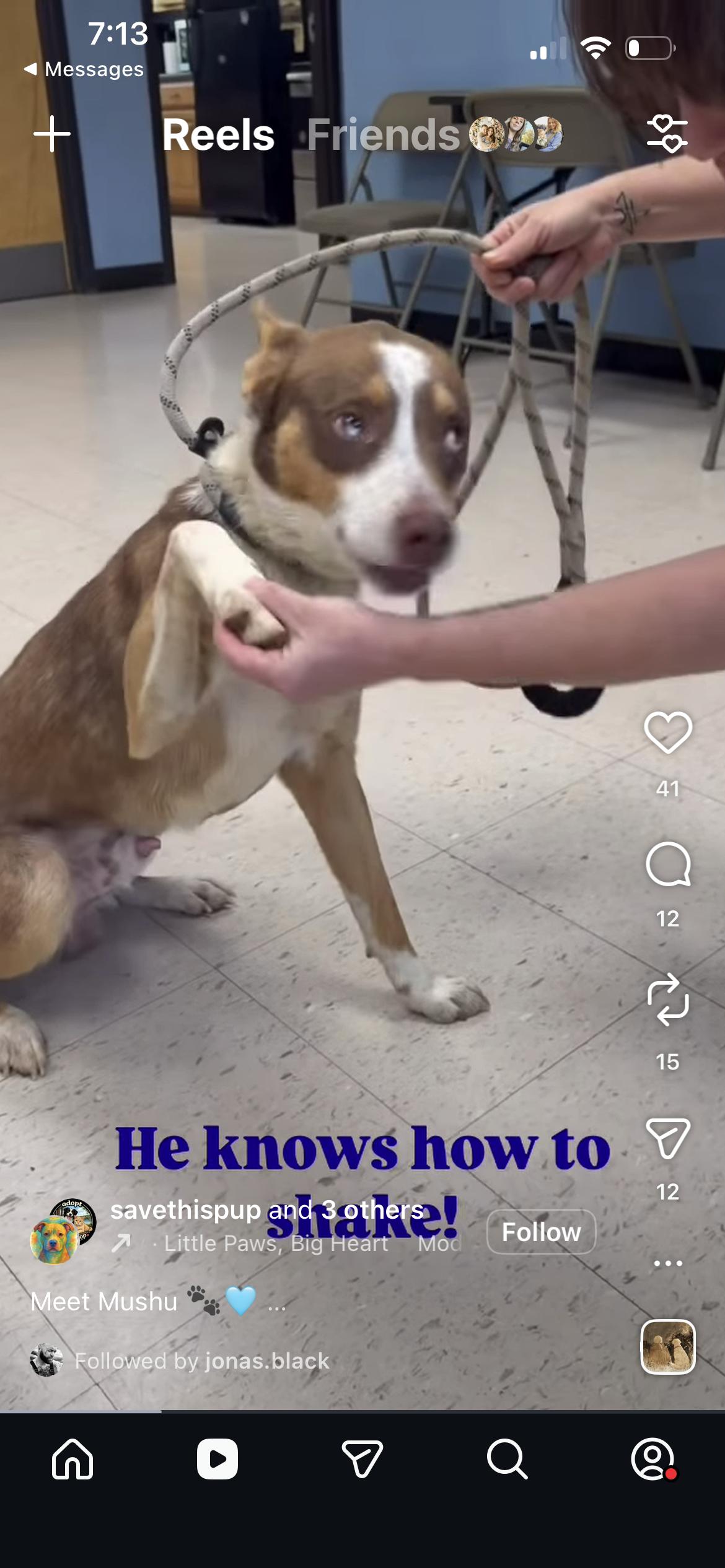 Enlarge Mushu, a ADOPTABLE mixed breed in Port Saint Lucie, FL image 2/2