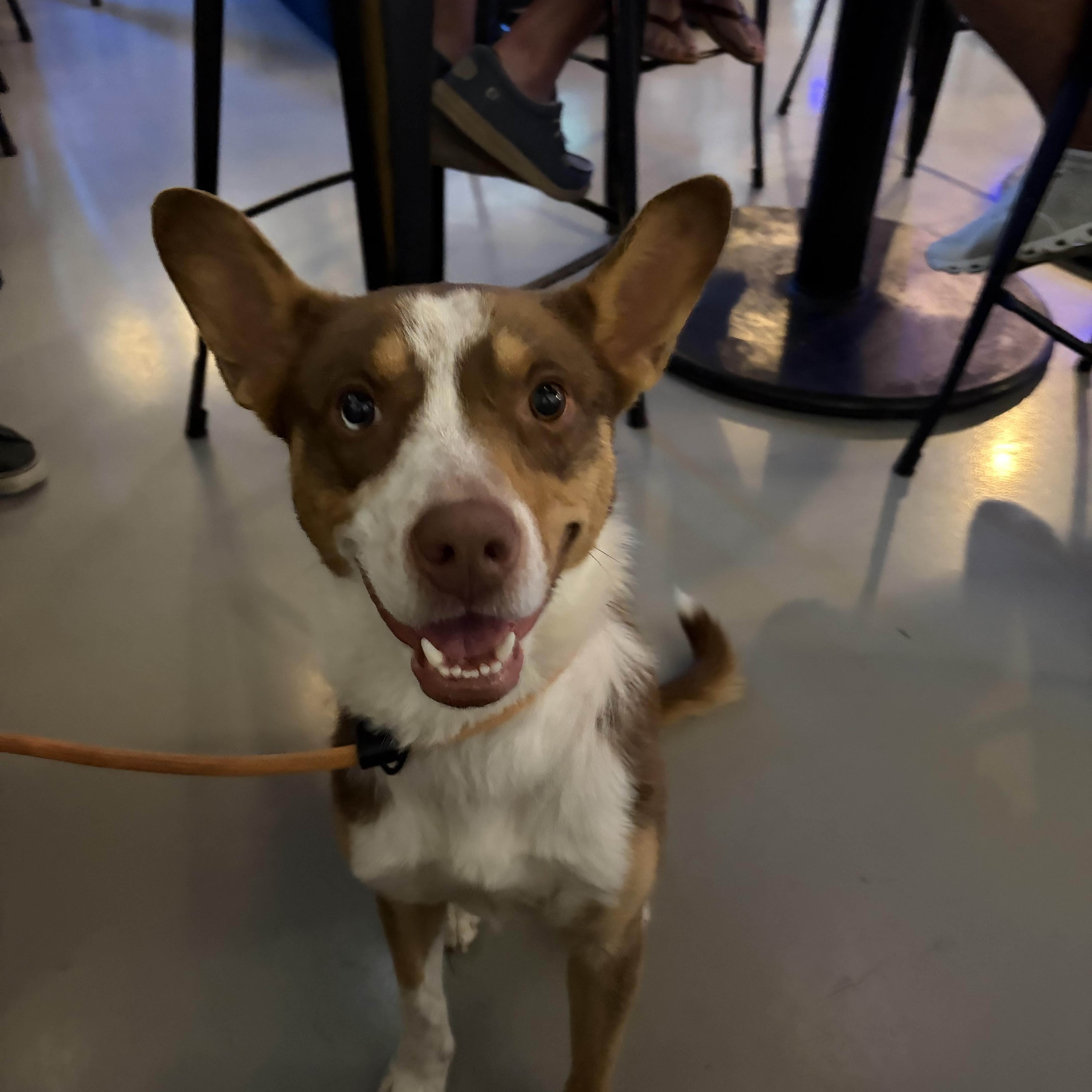 Mushu, ADOPTABLE, Adult Male Australian Kelpie & Australian Shepherd.