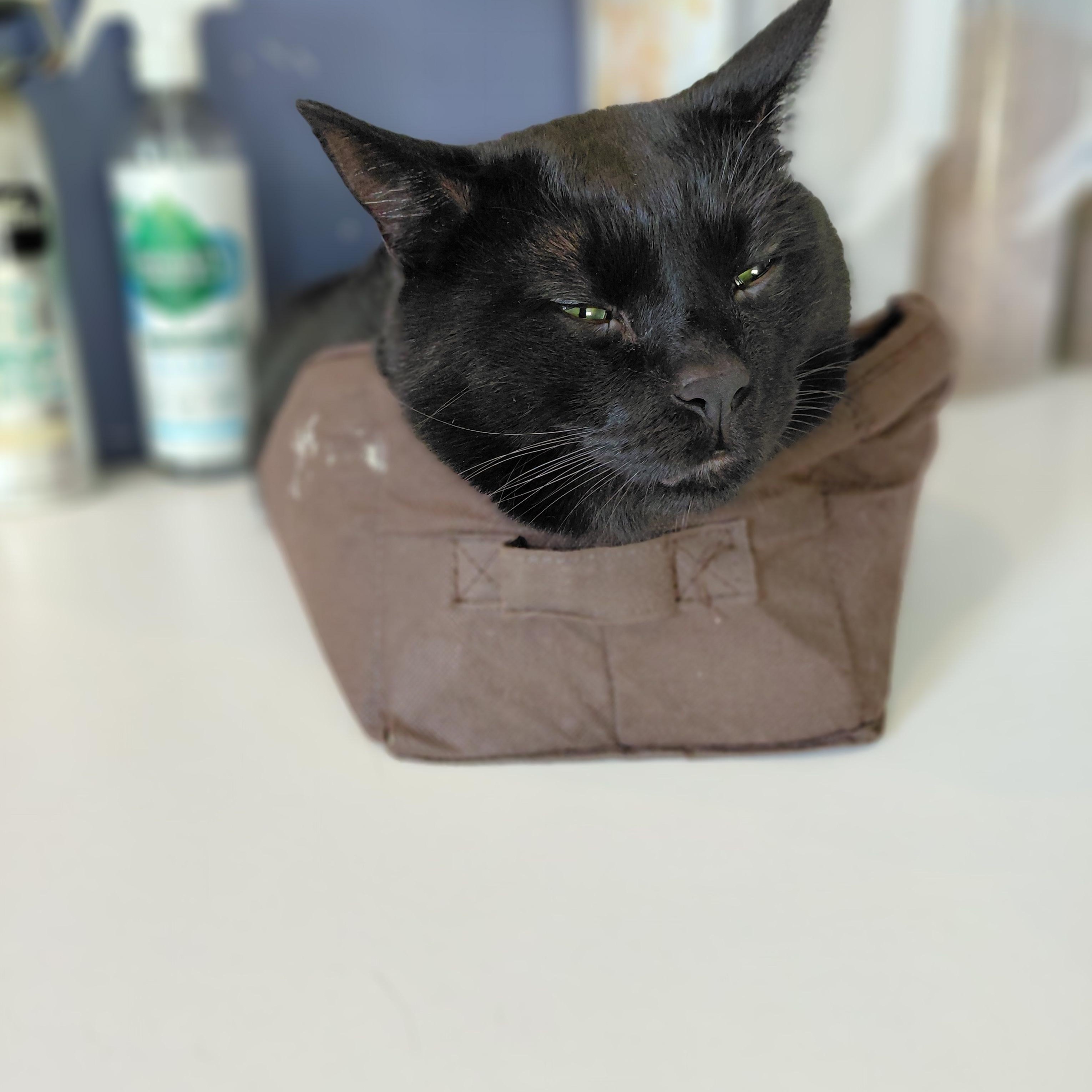 Gotham, a ADOPTABLE Domestic Short Hair in Littleton, NH image 5/6