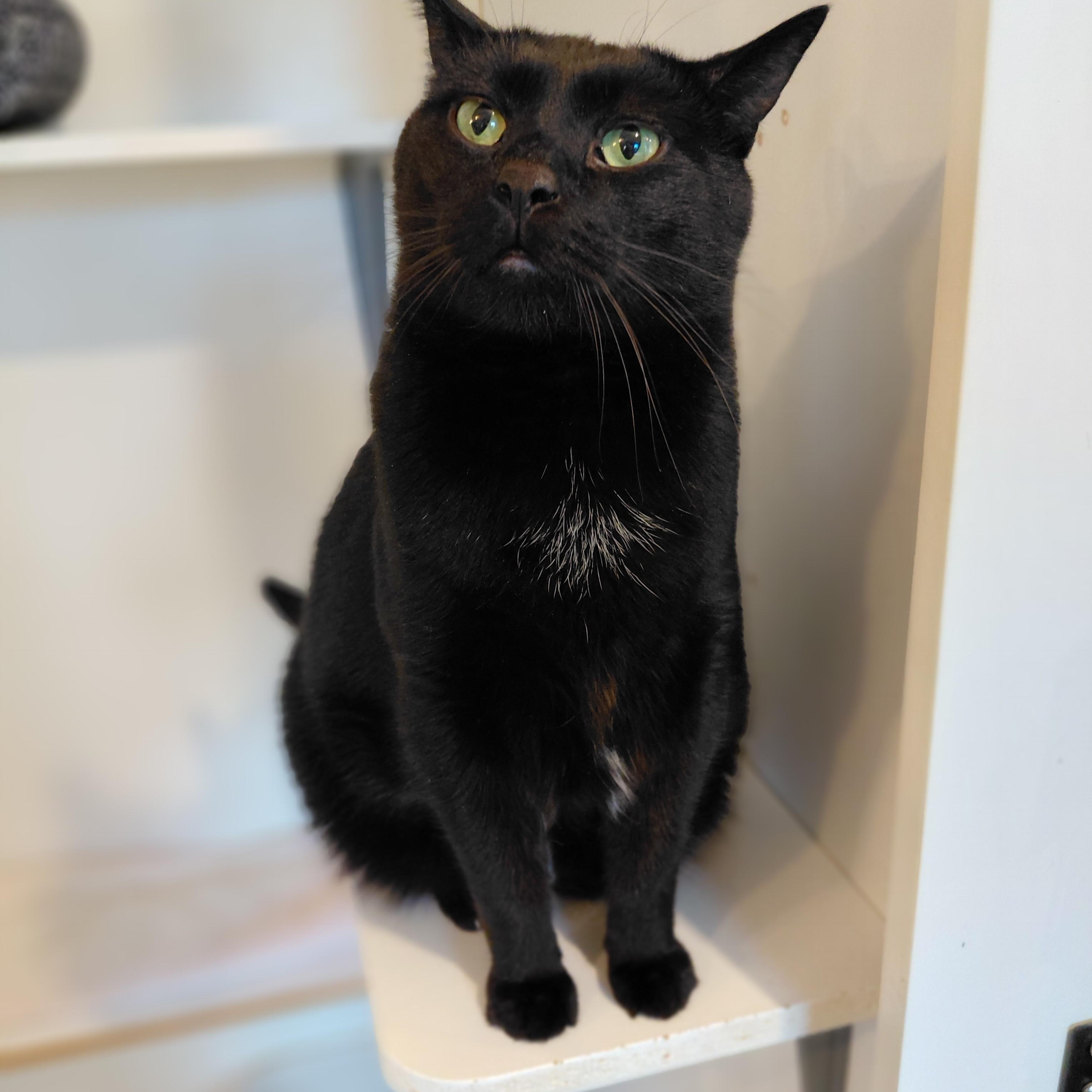 Gotham, ADOPTABLE, Adult Male Domestic Short Hair.