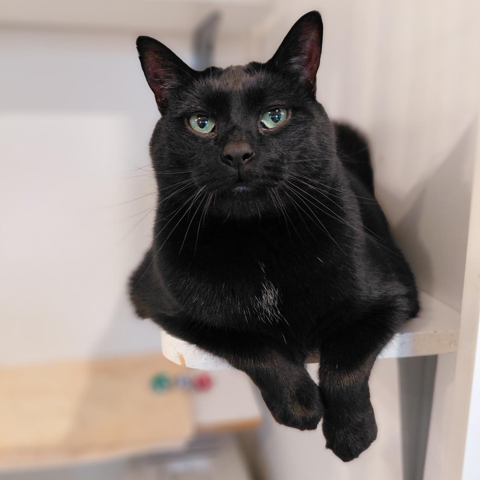 Gotham, ADOPTABLE, Adult Male Domestic Short Hair.