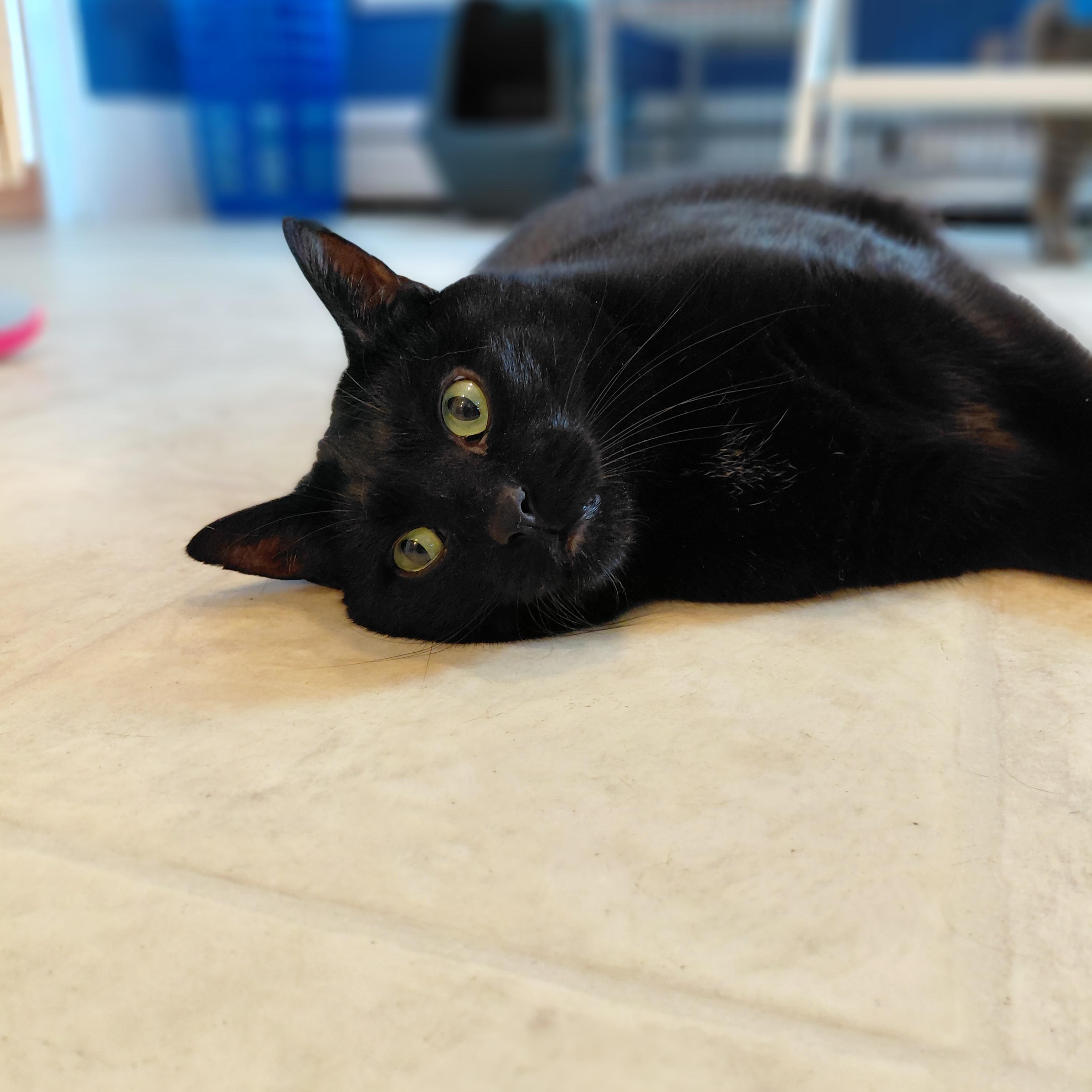 Gotham, a ADOPTABLE Domestic Short Hair in Littleton, NH image 4/6