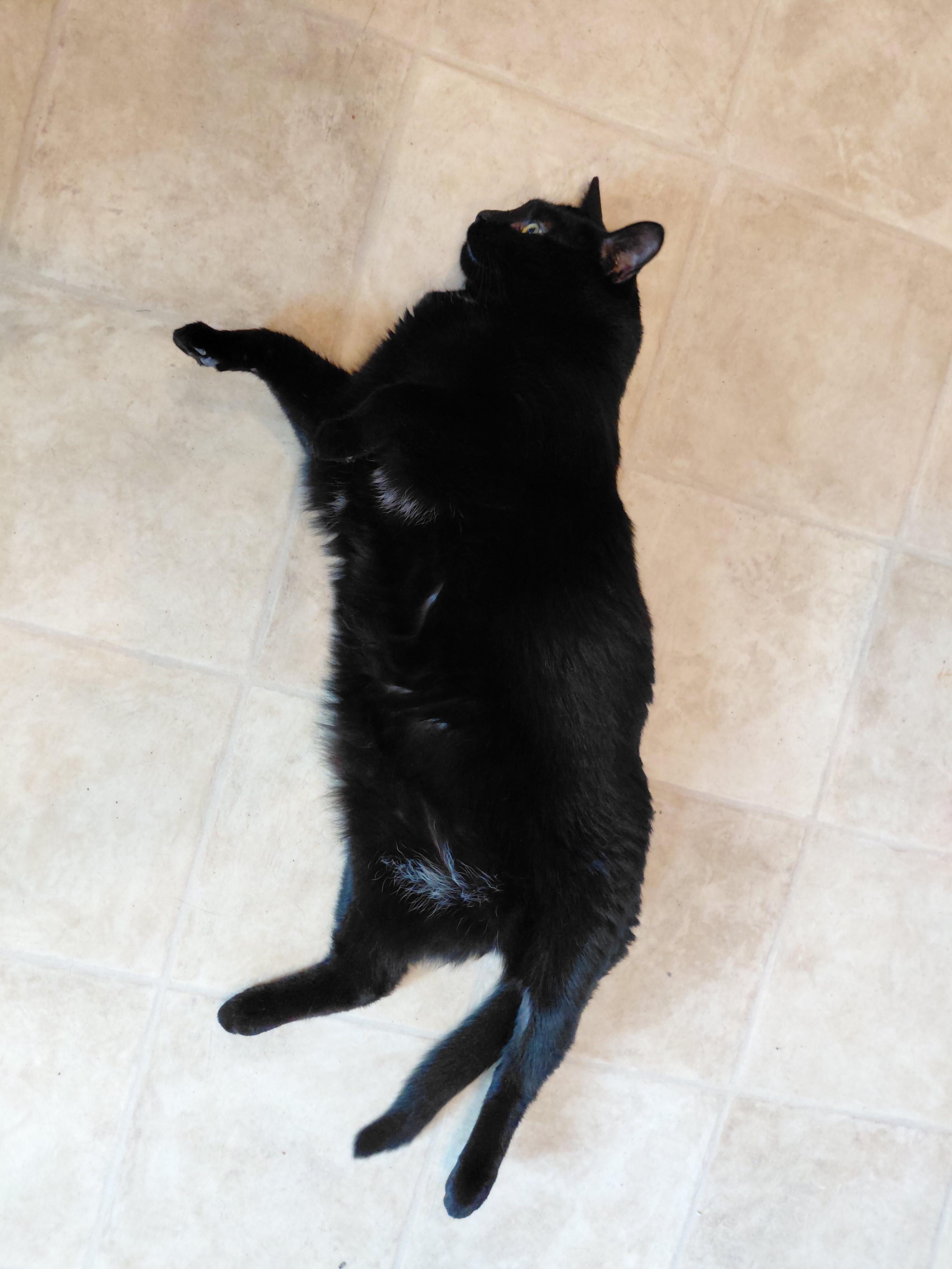 Gotham, a ADOPTABLE Domestic Short Hair in Littleton, NH image 6/6