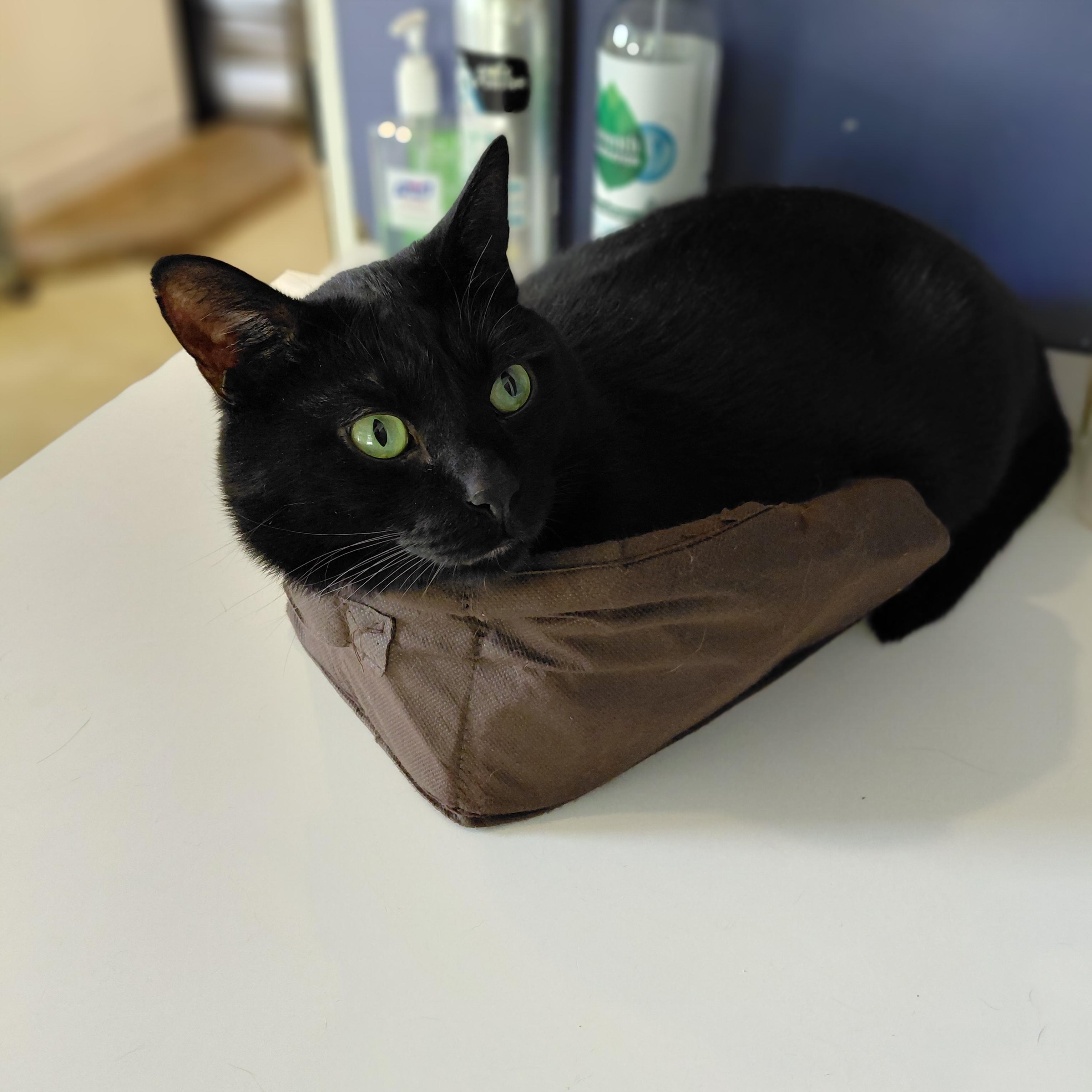 Gotham, a ADOPTABLE Domestic Short Hair in Littleton, NH image 3/6