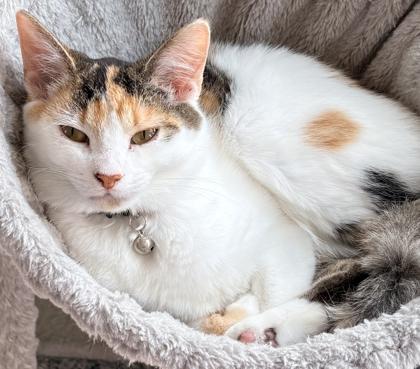 Apple, Adoptable, Young Female Domestic Medium Hair & Domestic Short Hair.