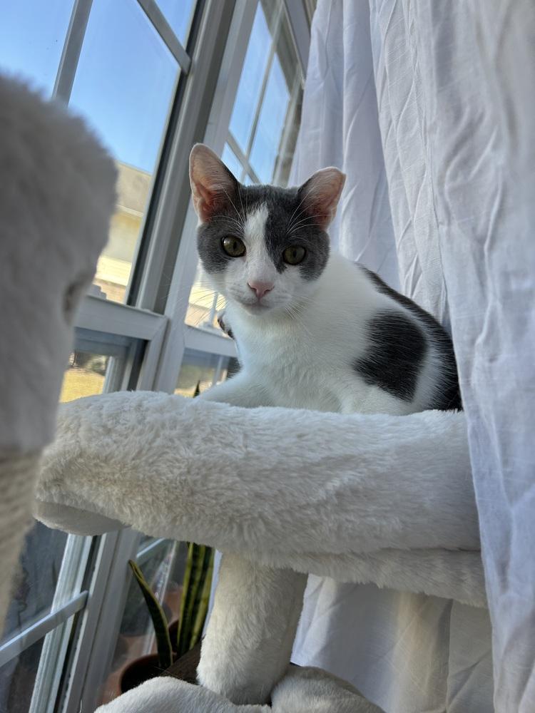 Smokey, Adoptable, Young Male Domestic Short Hair.