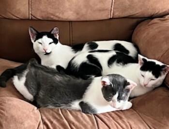 Enlarge Smokey, a Adoptable Domestic Short Hair in Kinston, NC image 2/2