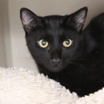 Isaac, Adoptable, Adult Male Domestic Short Hair.