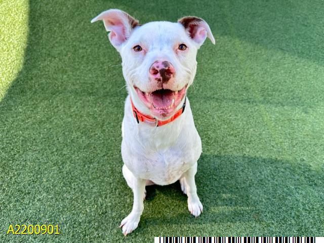 Enlarge FINNEGAN, a Adoptable mixed breed in West Palm Beach, FL image 1/1