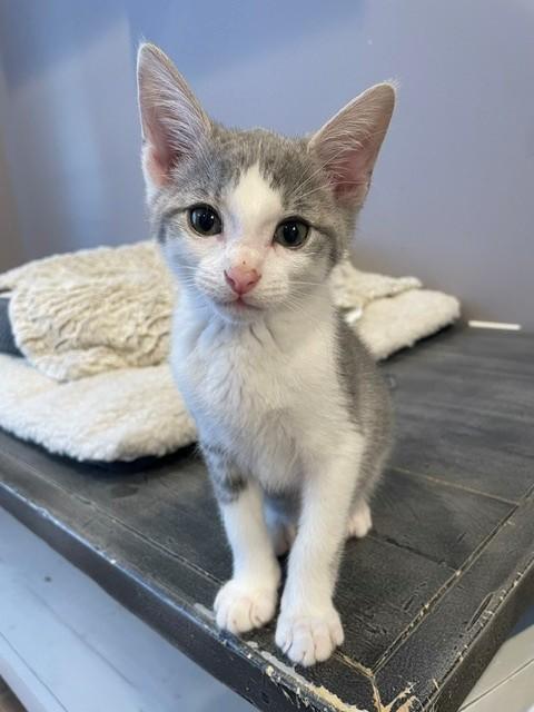 Enlarge Knight (LE), a ADOPTABLE Domestic Short Hair in Little Falls, NJ image 2/3