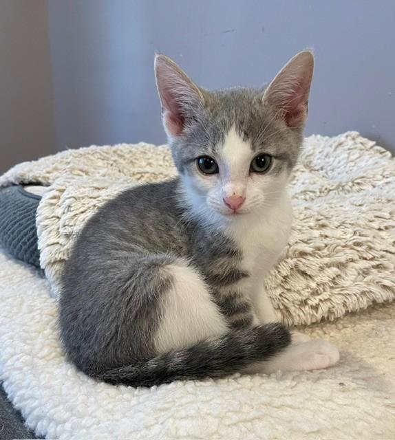 Knight (LE), ADOPTABLE, Kitten Male Domestic Short Hair.
