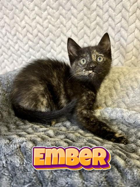 Enlarge Ember, an adopted Tortoiseshell in Comfort, TX image 1/1