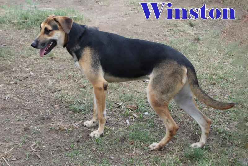 WINSTON photo 1
