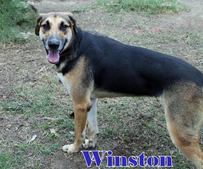 WINSTON photo 2
