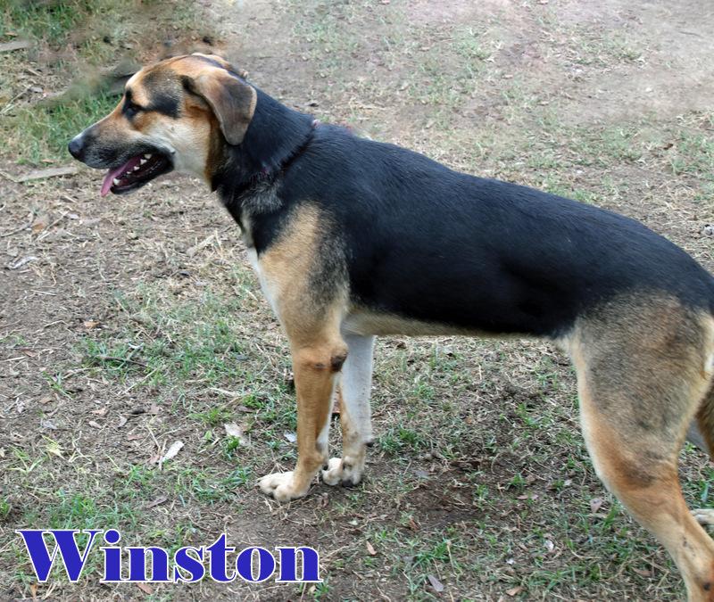 WINSTON photo 3