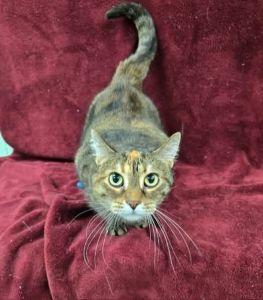 Enlarge Gucci, a ADOPTABLE Domestic Short Hair in Bucyrus, OH image 1/3